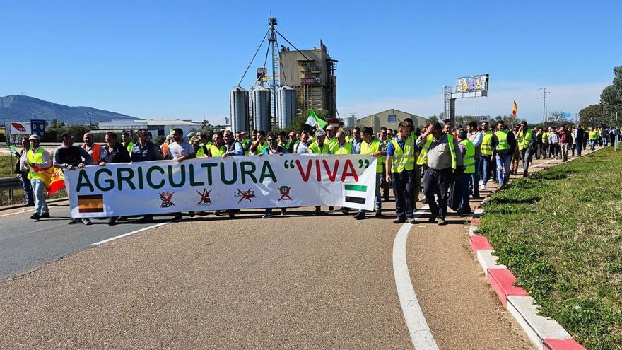 Medio millar de agricultores y ganaderos se concentraron ayer en la rotonda frente a la Consejería de Agricultura en Mérida. | EFE