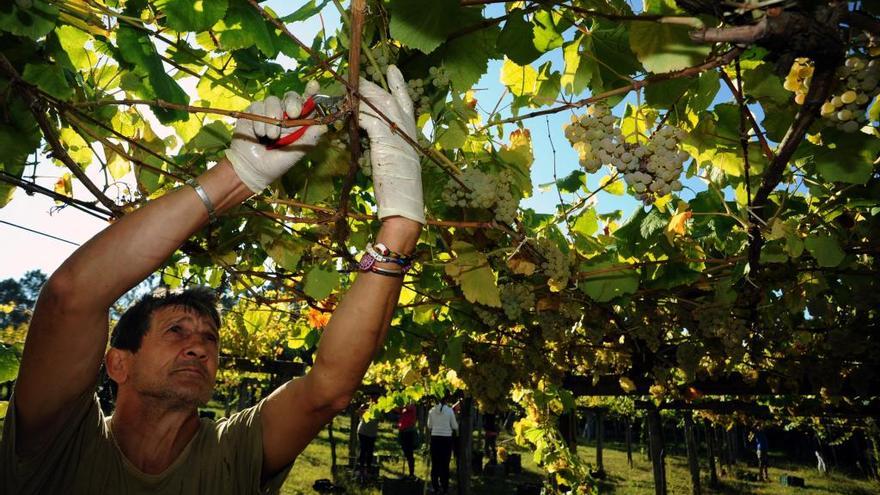 La vendimia de albariño se adelanta en O Salnés