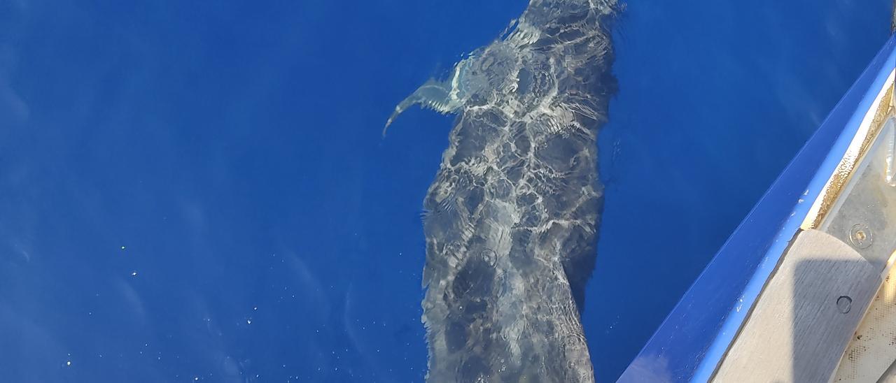 Tursiops identifica a 78 delfines que viven en el litoral de Ibiza y Formentera