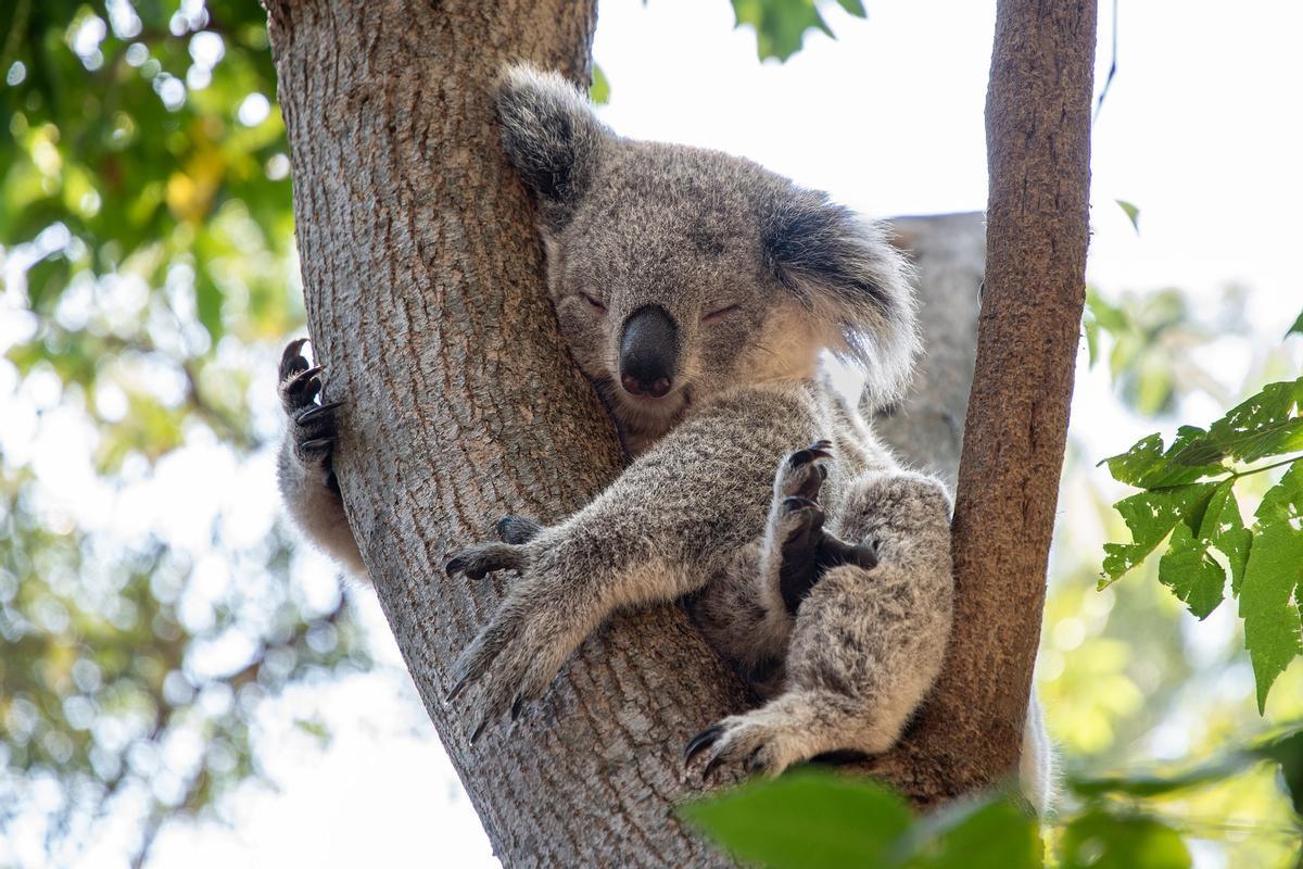 Los koalas se abrazan a los árboles para bajar su temperatura corporal.