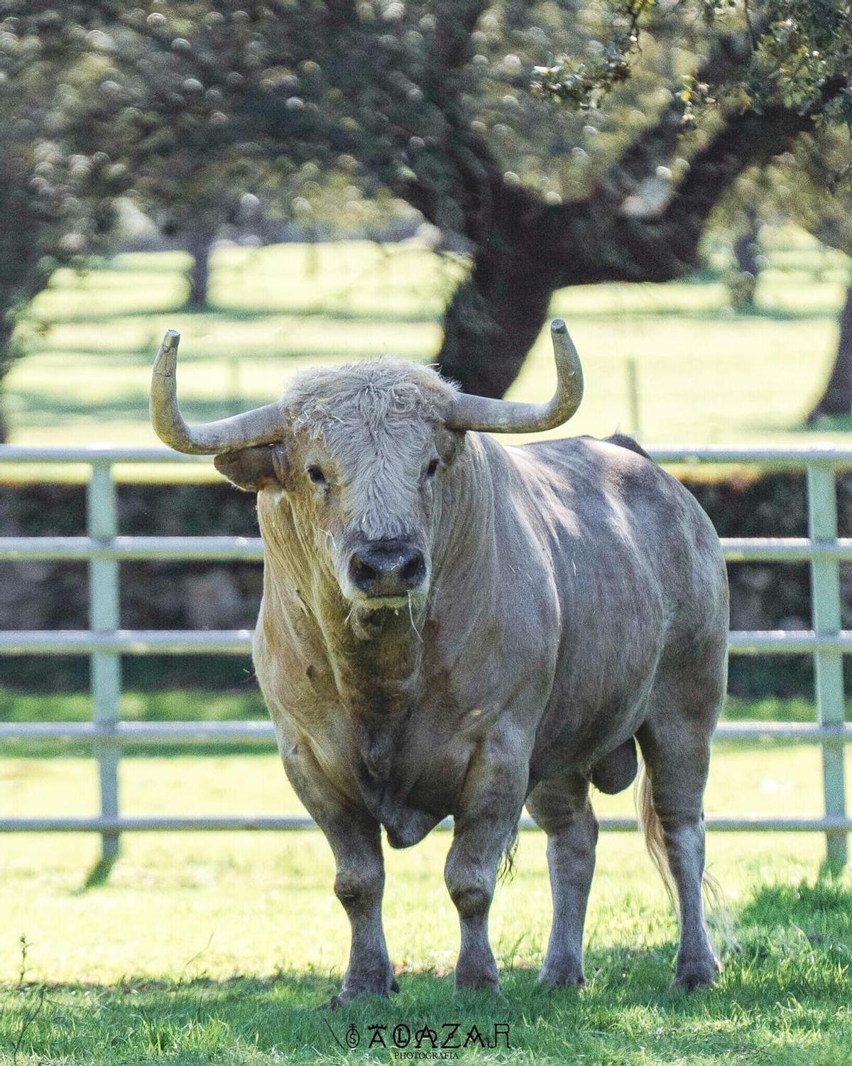 Este ejemplar de Antonio López Gibaja será el primer toro cerril que saldrá a un recinto taurino de la Vall d'Uixó en el 2026.