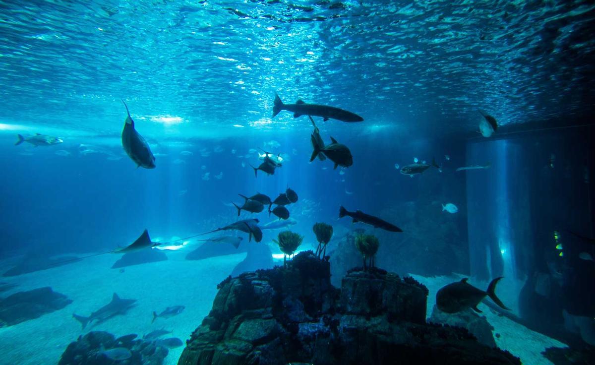 Oceanario of Lisbon with ocean fish and aqua world, Portugal, Europe