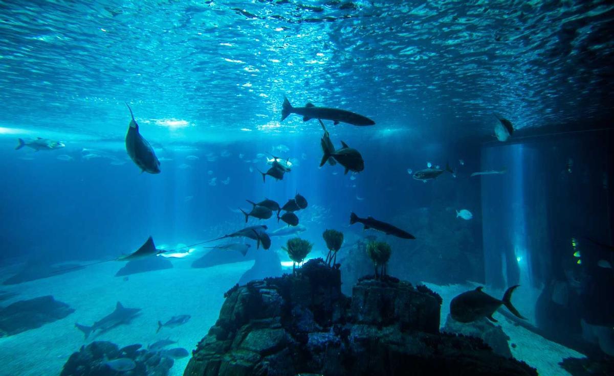 Oceanario of Lisbon with ocean fish and aqua world, Portugal, Europe