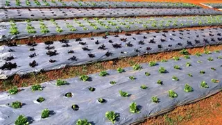 Weniger Plastikverbrauch als erwartet - denken Mallorcas Landwirte um?