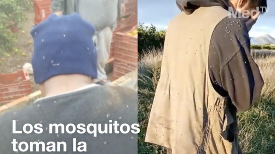 Los mosquitos toman la Plana Baixa