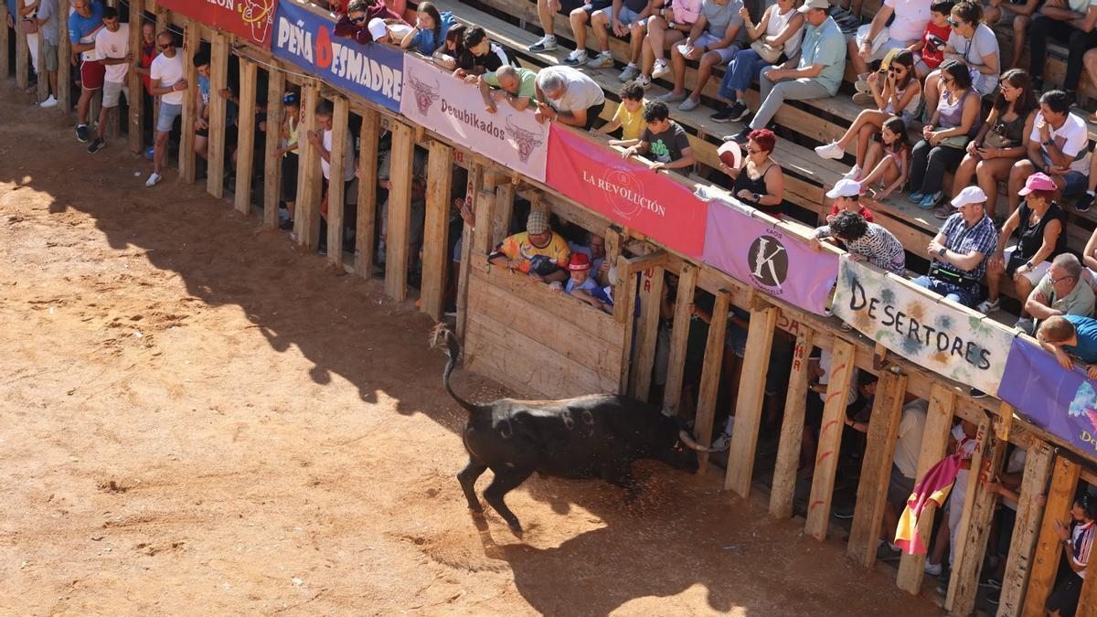 VÍDEO | Más imágenes del momento en el que un toro embiste las talanqueras de la plaza de Fermoselle