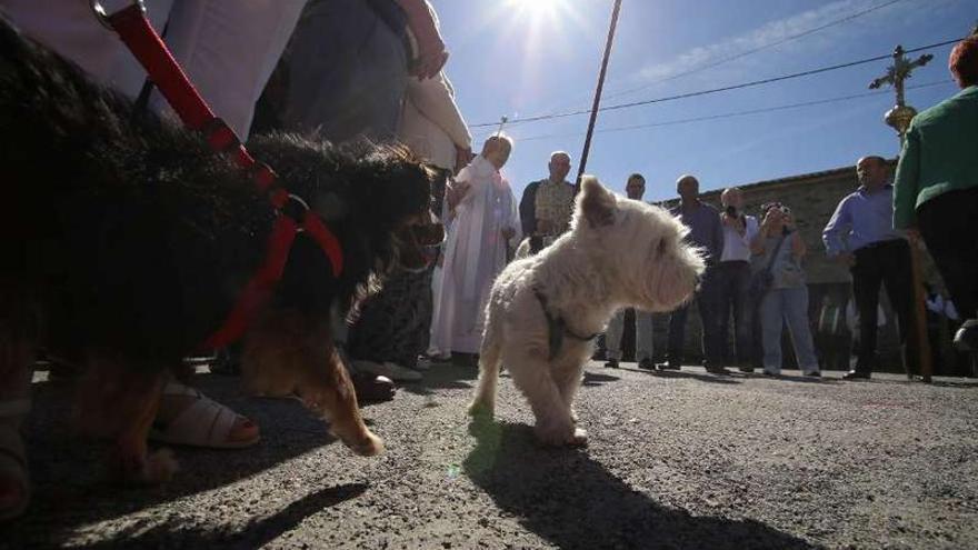 Lalín de Arriba celebra su bendición de mascotas en la misa de San Antonio