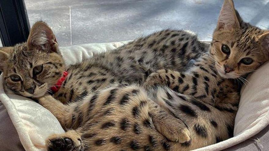 PETA carga contra Justin Bieber por comprar dos gatos exóticos