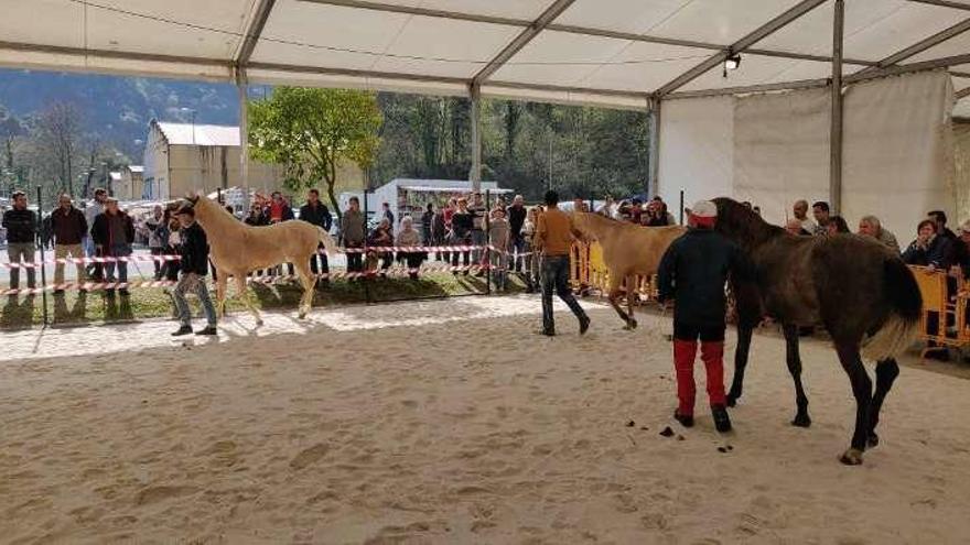 La Feria del Caballo de Belmonte, un éxito pese a la lluvia