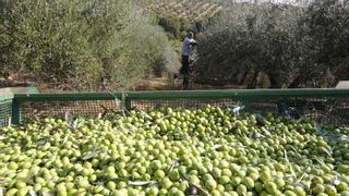 Entra en vigor la nueva PAC, que afecta a unos 40.000 agricultores en Córdoba