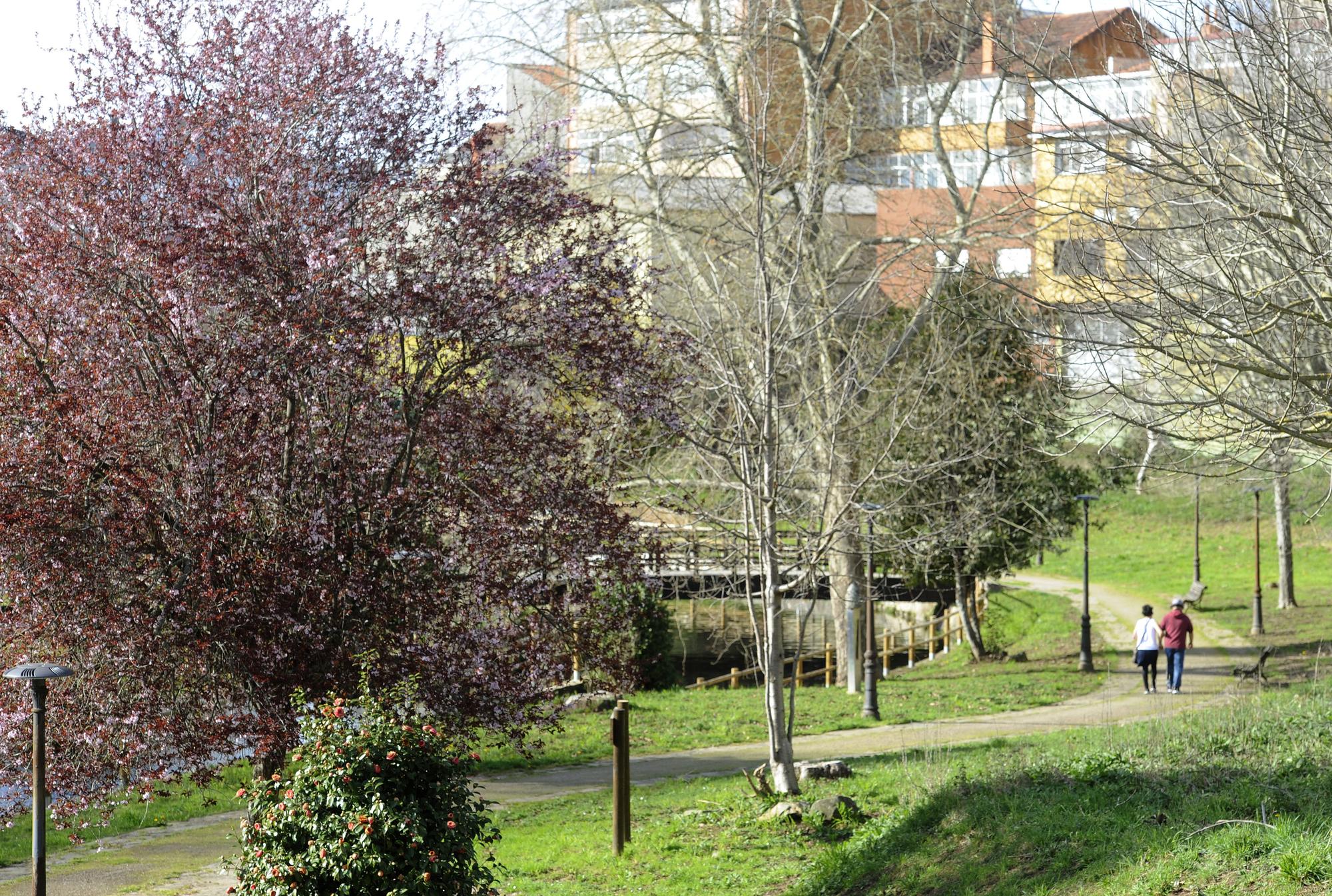 El Paseo do Pontiñas de Lalín con colorido en sus árboles y plantas.