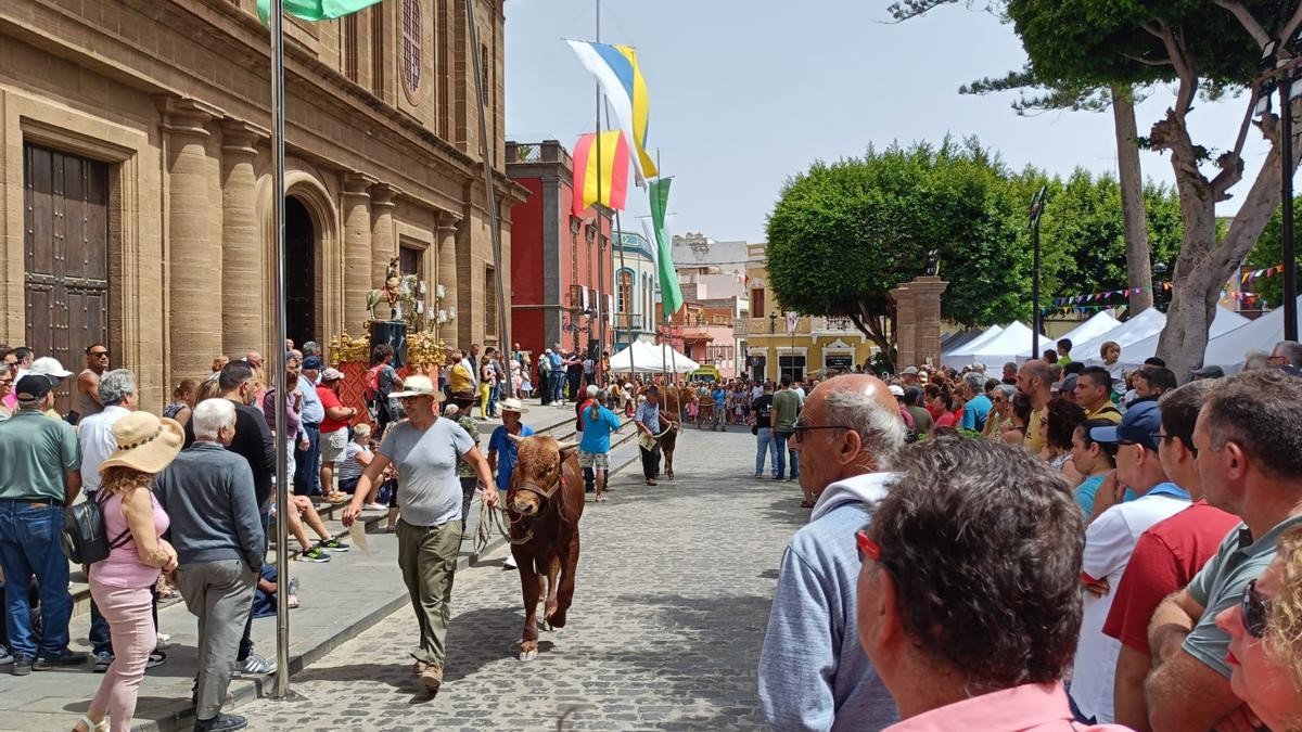 Feria de ganado de las Fiestas de Santiago en Gáldar