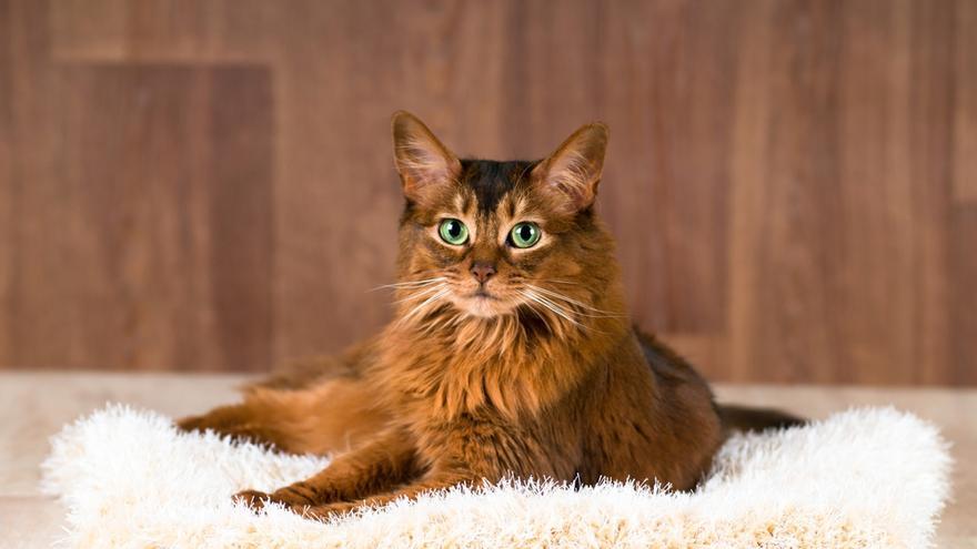 gatos | Diez razas de gatos que adoran a sus dueños