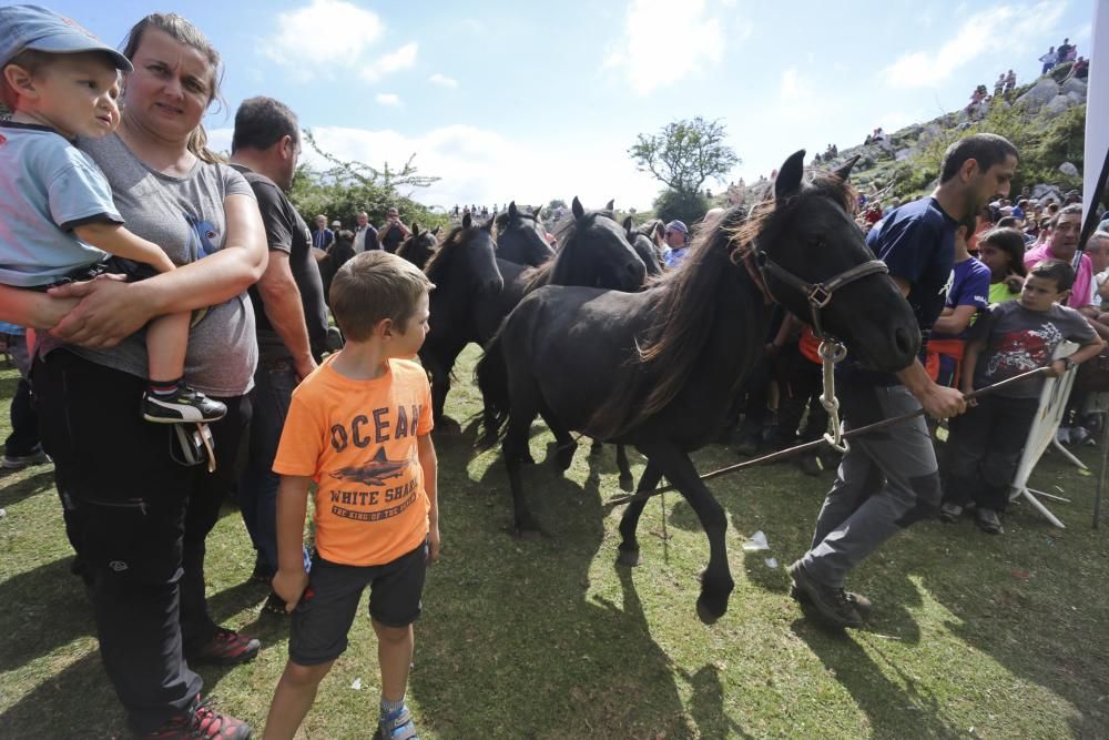 Fiesta del Asturcón en El Sueve