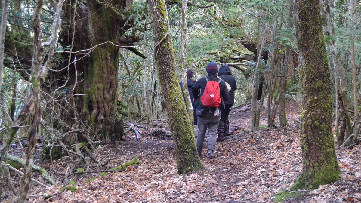 Bosque de Sanabria