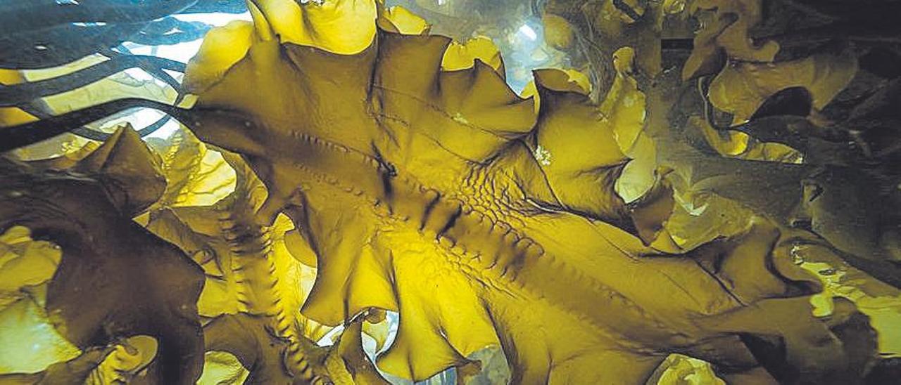 Els boscos de kelt són un dels ecosistemes submarins amb més capacitat de segrest de carboni a les regions fredes