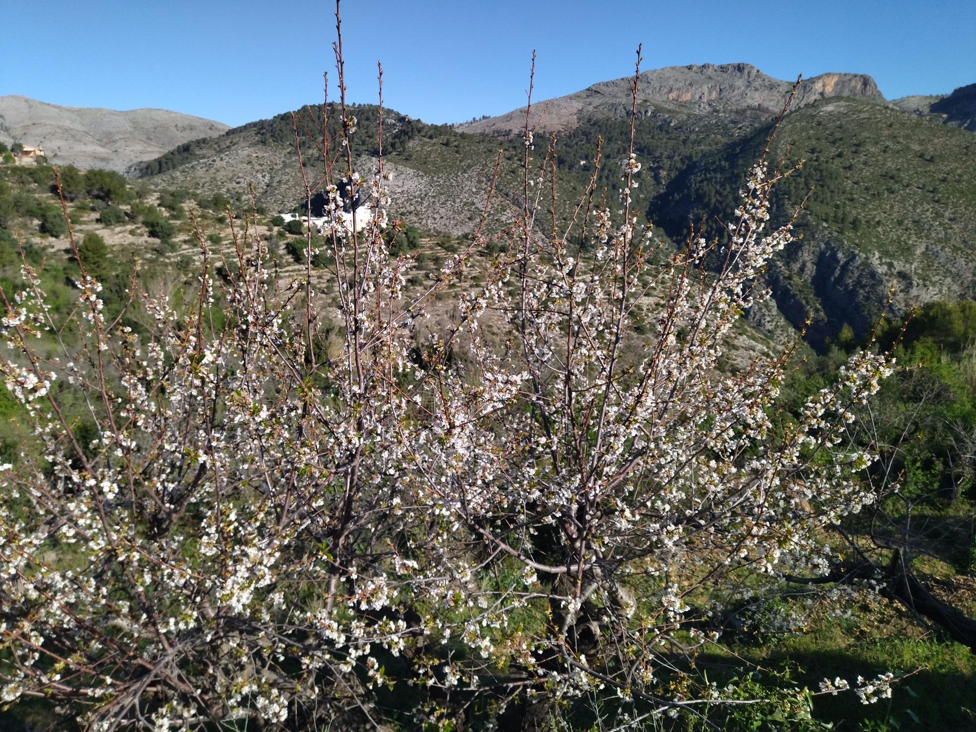 El "Hanami" valenciano: ya florecen los cerezos en la Vall de Laguar