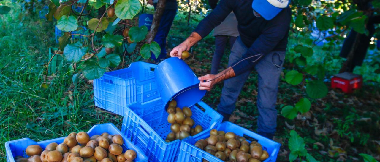 Un agricultor llena una caja de plástico con kiwis recién recolectados