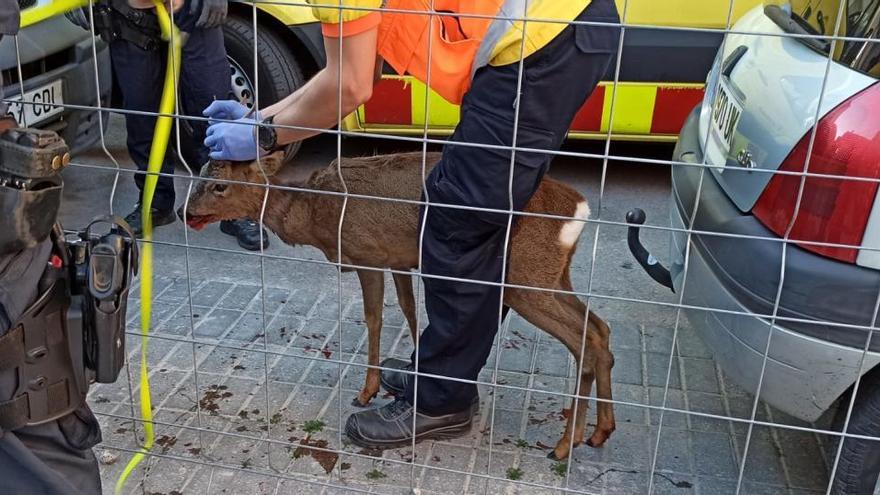 El cabirol un cop capturat, al passatge de Burés |