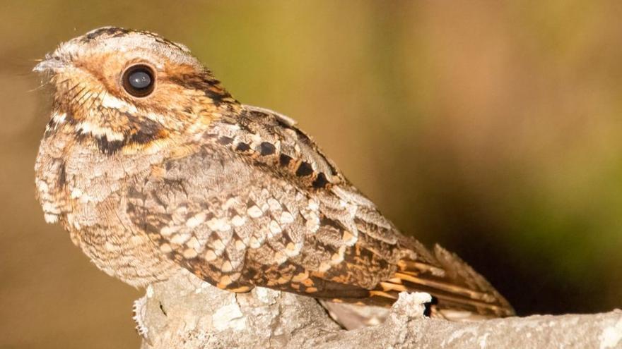 Un enganapastors (Caprimulgus europaeus).