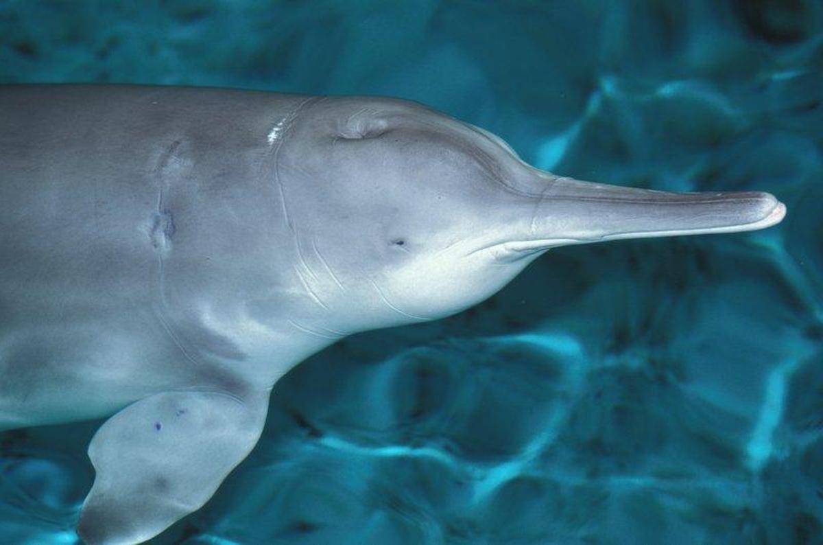 Imagen del delfín de agua dulce desaparecido en China.