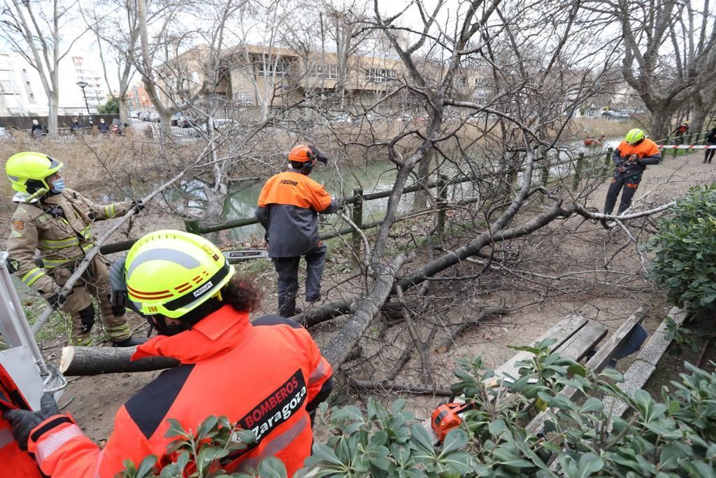 Los bomberos de Zaragoza retiran un árbol de gran porte caído sobre el canal por el peso de la nieve