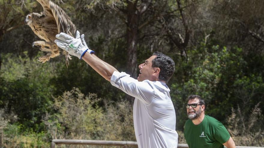 Juanma Moreno, en la suelta de un búho durante un acto ayer. | EFE