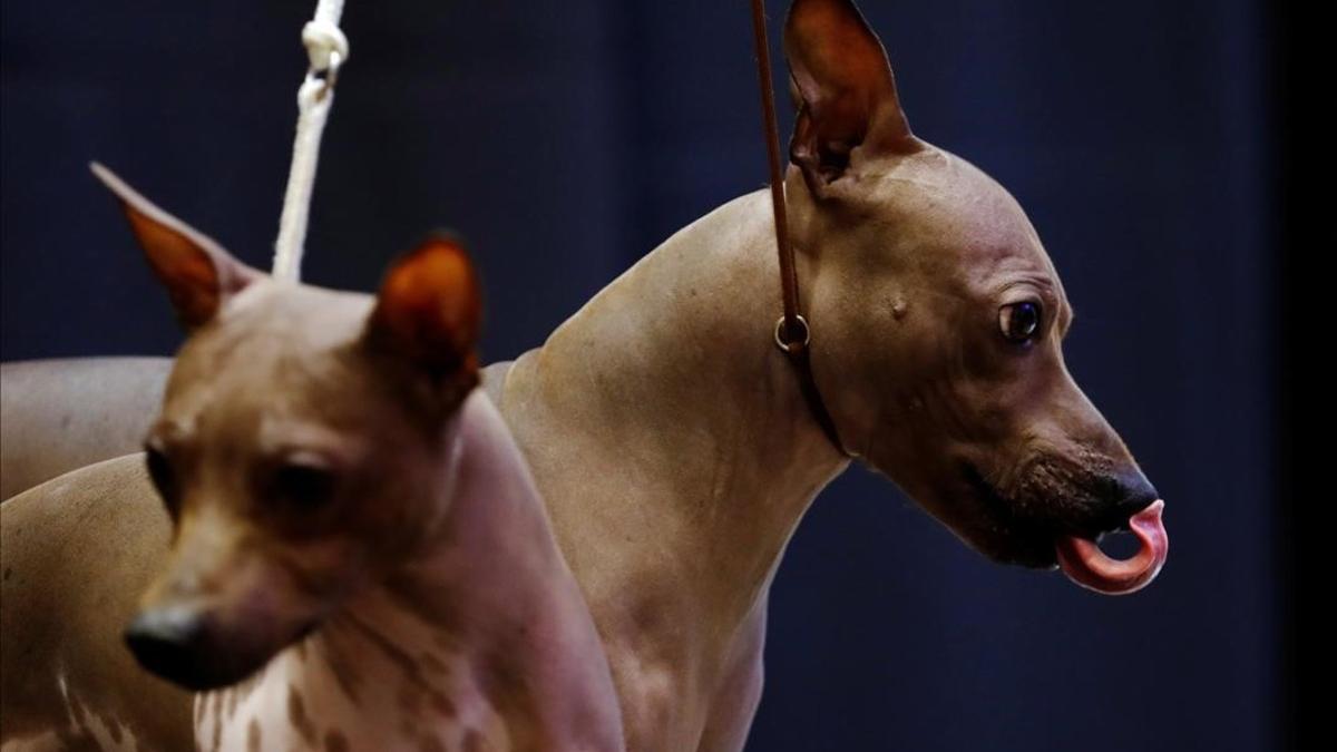 Un perro de raza Terrier en la Exposición canina Westminster Kennel Club en Nueva York.