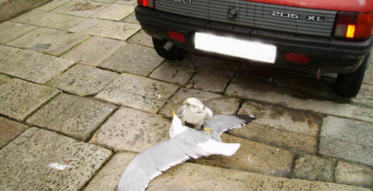 Un halcón de Alvedro, de caza en la Ciudad Vieja