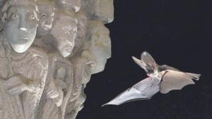 Fama immerescuda dels ratpenats