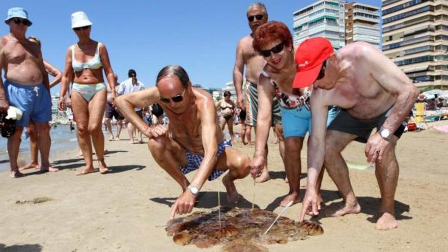 Muchos eran los grupos de bañistas que ayer tomaron como pasatiempo el cazar y reunir medusas en la orilla.