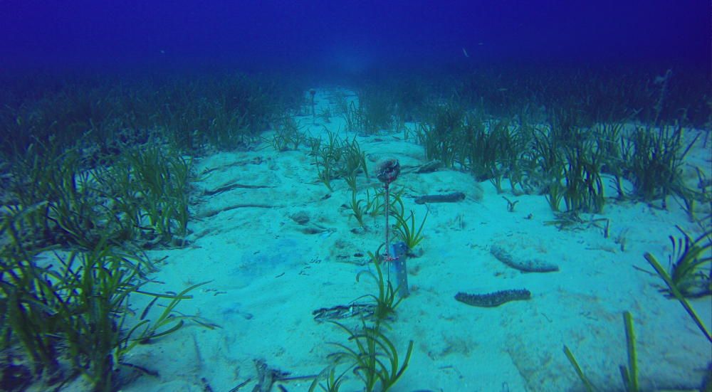 Posidonia de vivero para regenerar la bahía de Talamanca