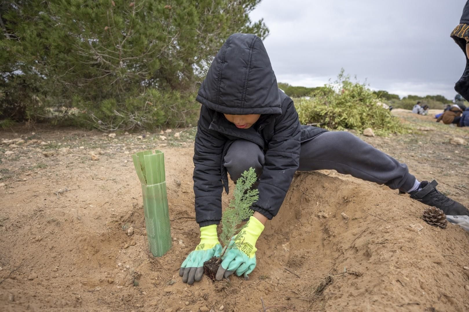 Jornada escolar plantación de especies autóctonas junto al parque natural de las lagunas de Torrevieja y La Mata