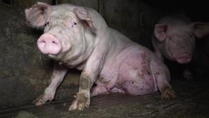 El Observatorio de Bienestar Animal denuncia una nueva 'granja del terror' en Arauzo (Burgos) con cerdos maltratados