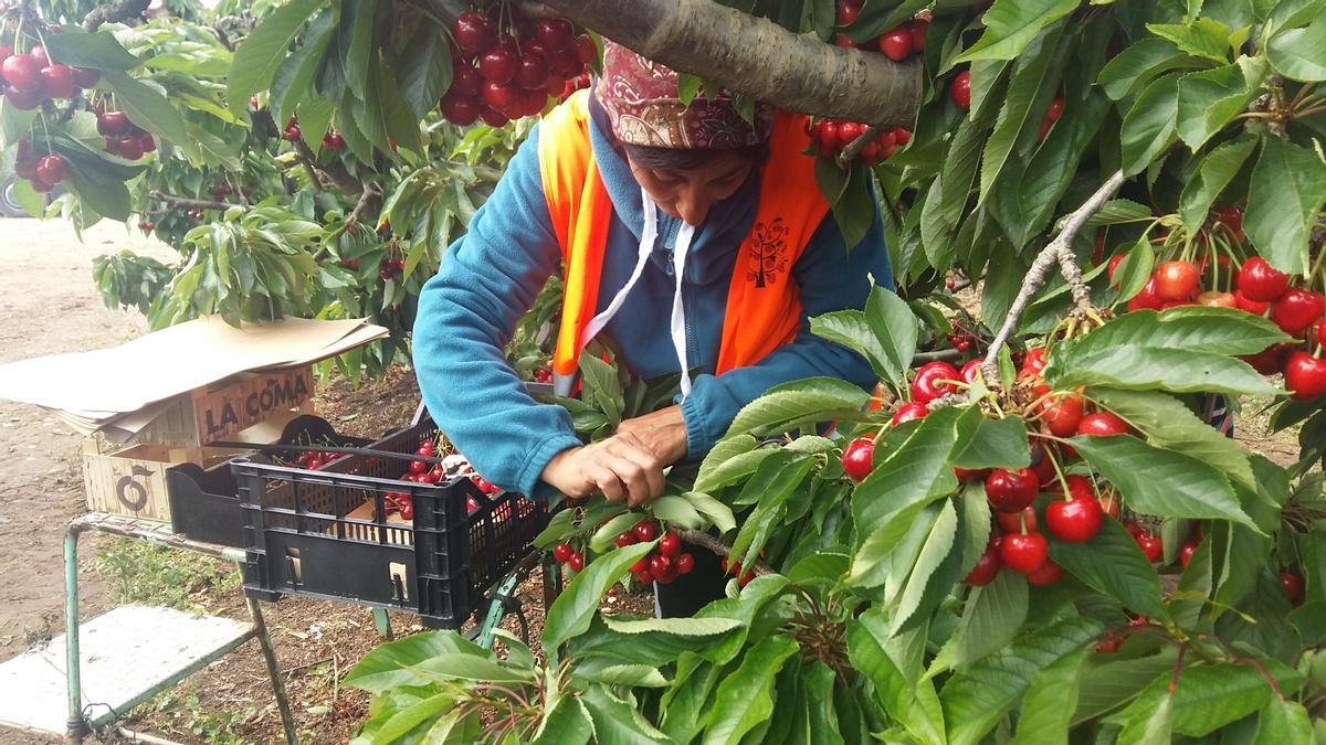 Una trabajadora agrícola coge las primeras cerezas en la zona de Mequinenza.