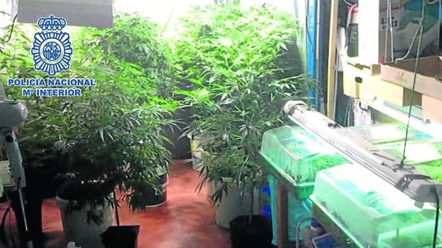 Desmantelan un invernadero en Madrid con mil plantas de marihuana