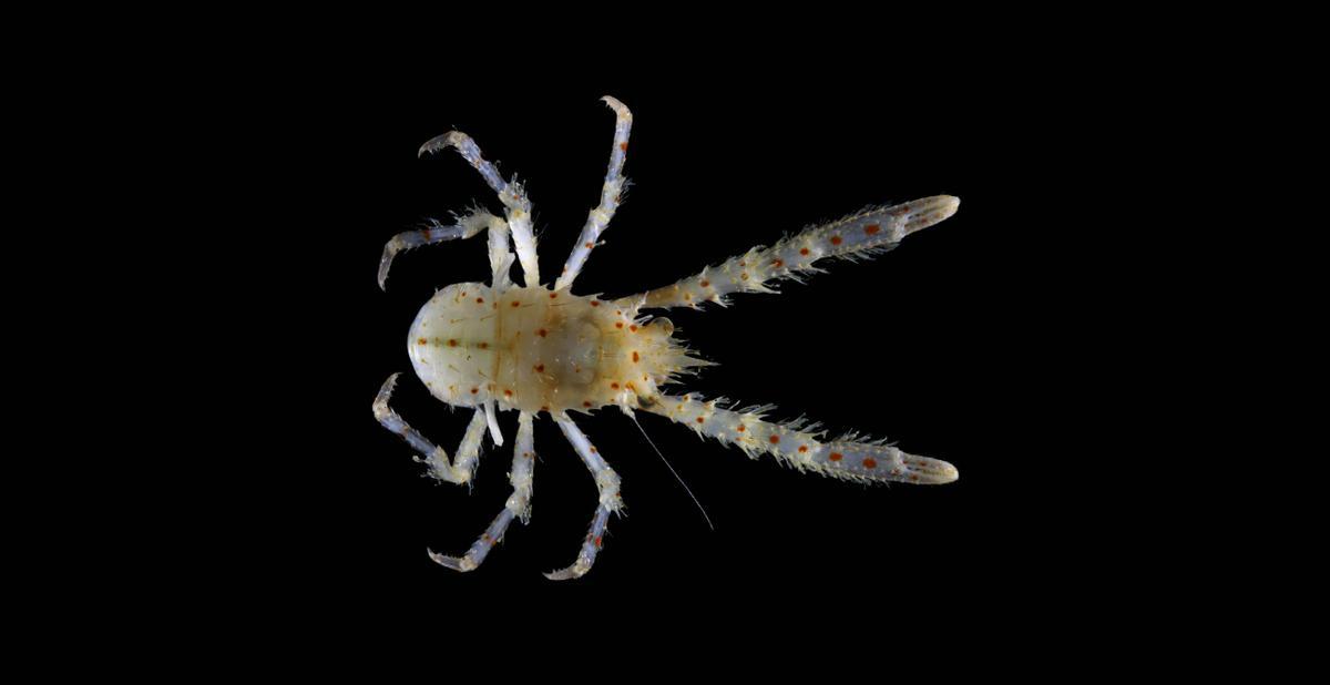 Una de las nuevas especies identificadas
