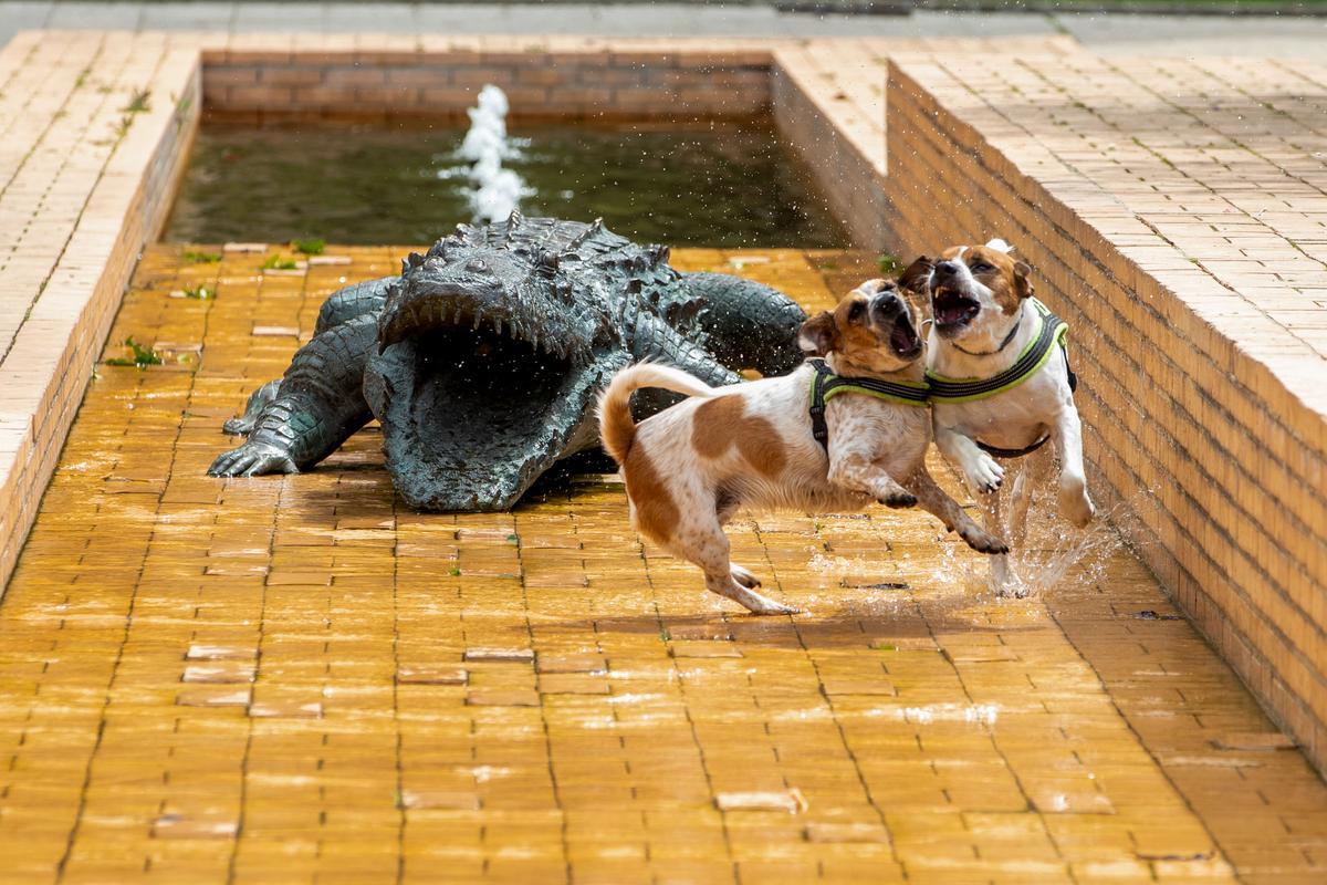 Dos perros se refrescan en una fuente de Vitoria.