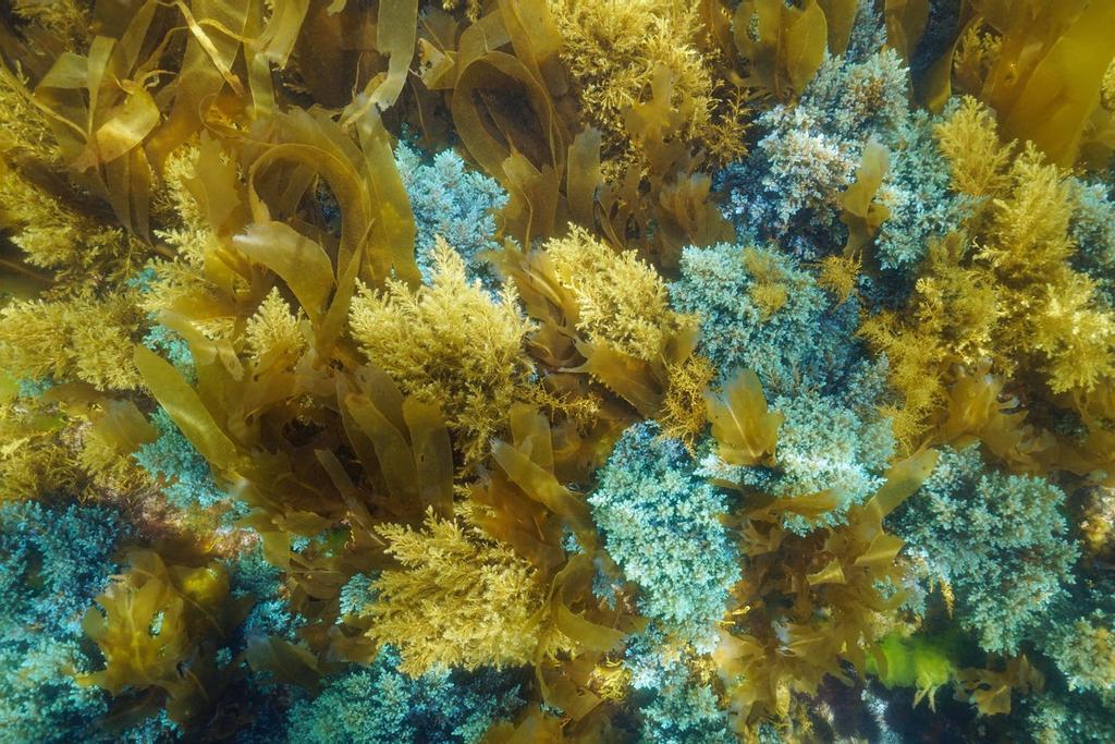 Fondo marino de La Palma