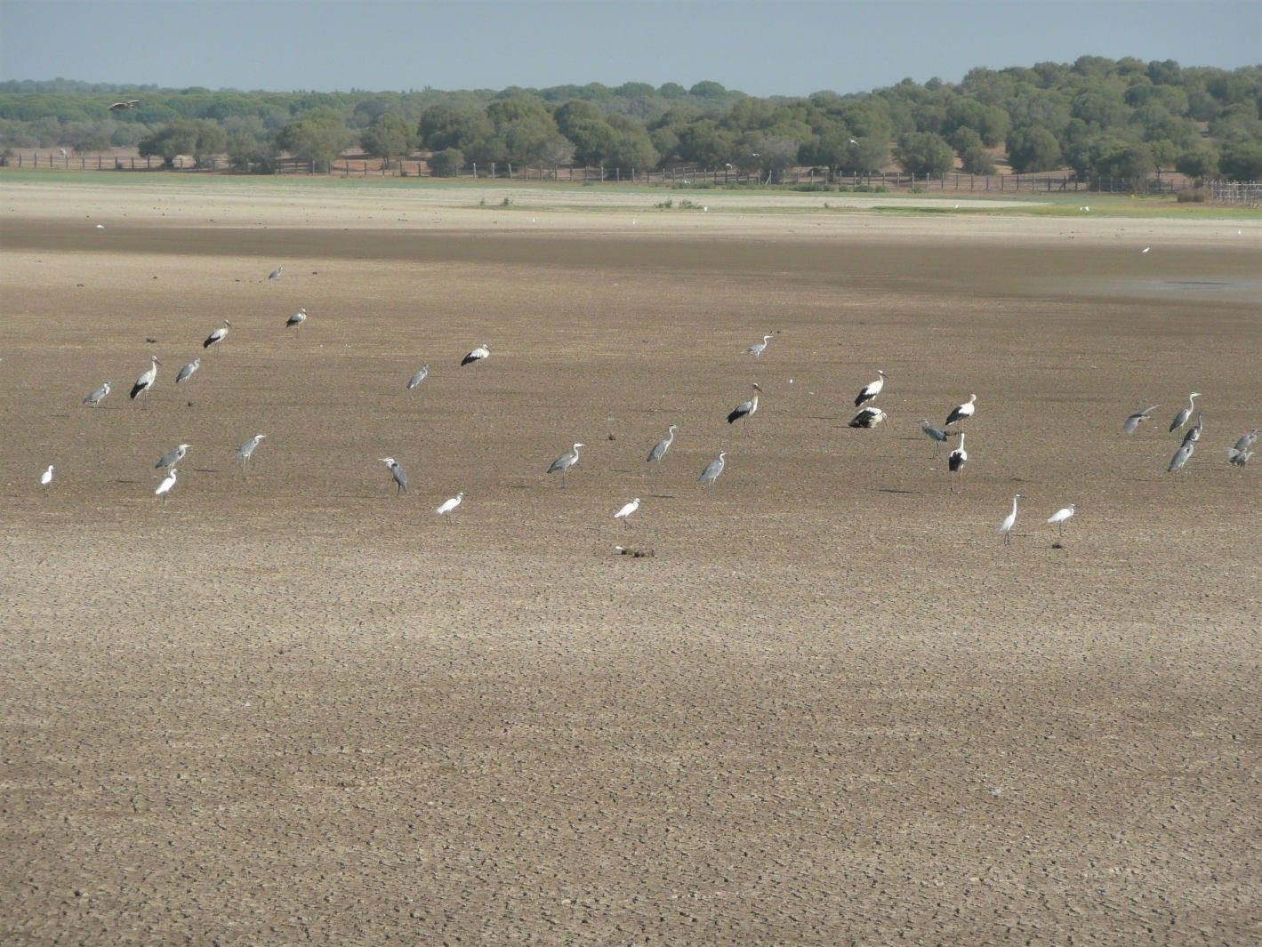 Marisma Doñana