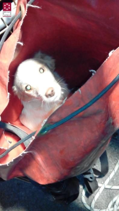 Rescatan a dos cachorros atrapados en la presa de Navajas
