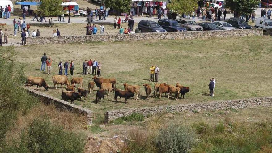 Vacas y terneros de alistano-sanabresa expuestos en una feria ganadera de Porto.