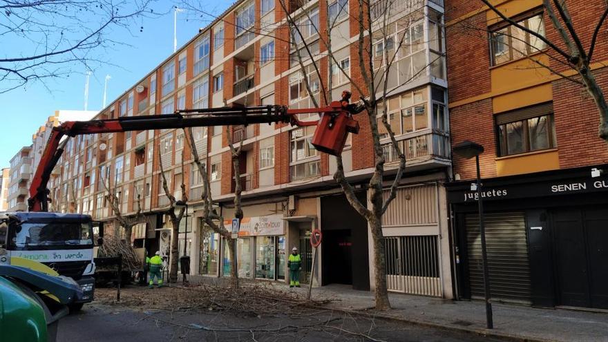 Poda de árboles en Víctor Gallego