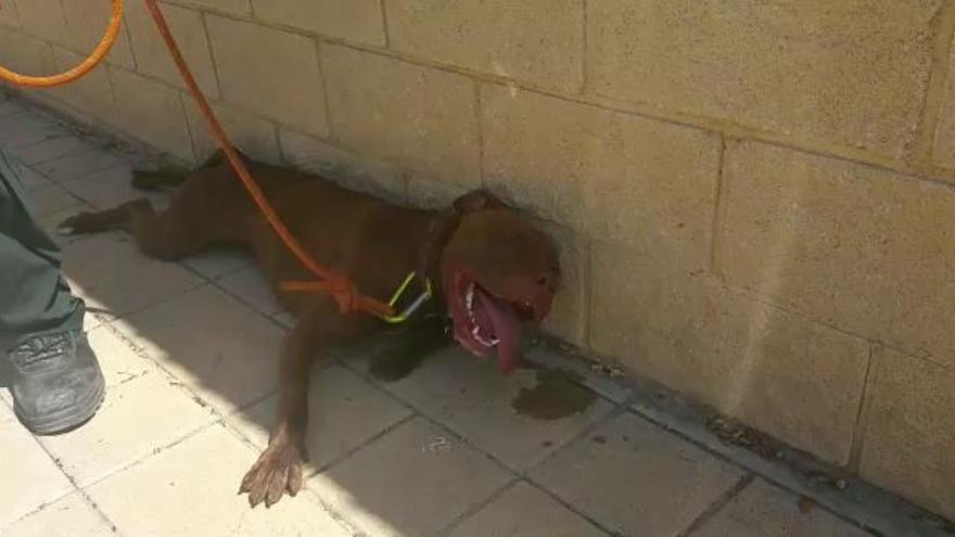 Rescatan a un pitbull en el interior de un coche en Alicante