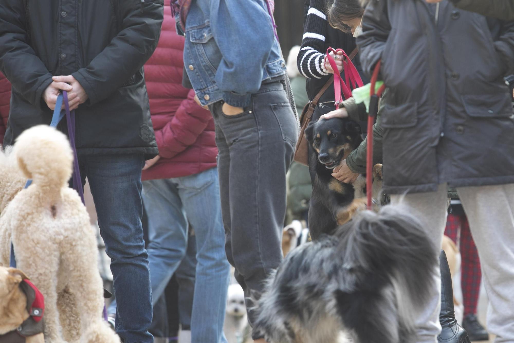 Protesta contra la nueva gestora del albergue de animales de La Bolgachina.