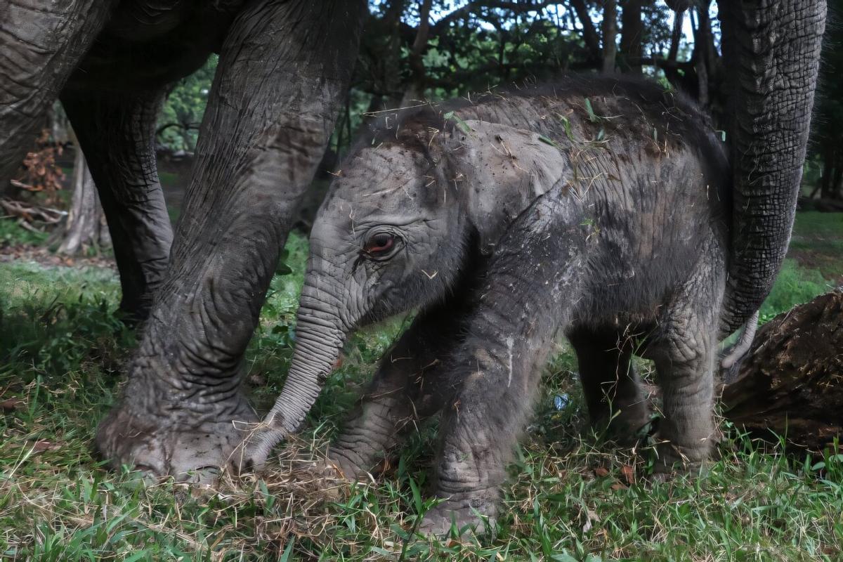 La cría se suma a otras dos que nacieron el año pasado en el país