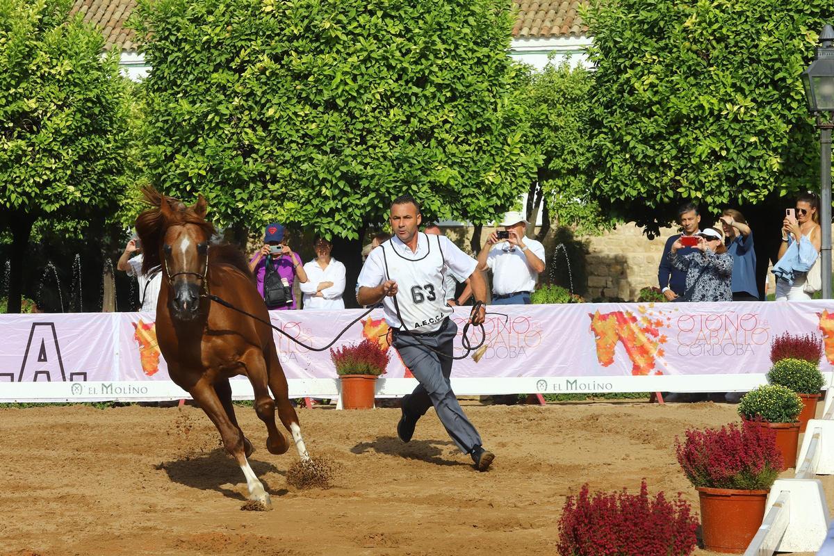 La última jornada del Otoño del Caballo en imágenes La última jornada del Otoño del Caballo en imágenes