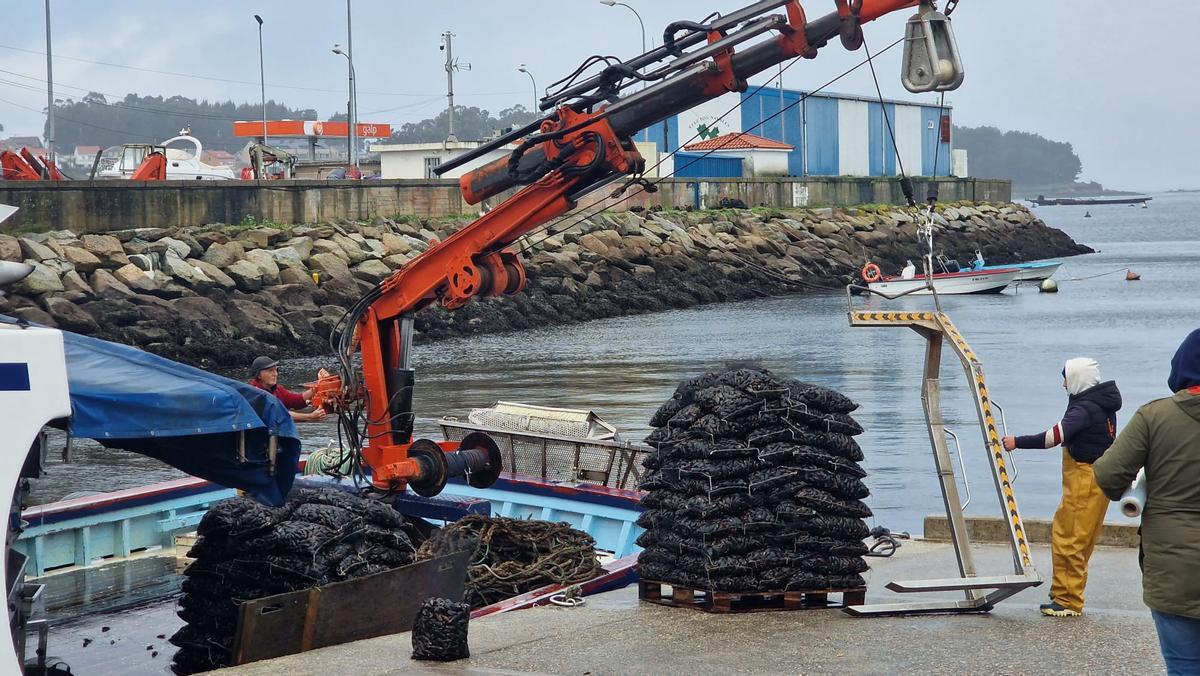 Descargas de mejillón en el puerto de A Illa, ayer.