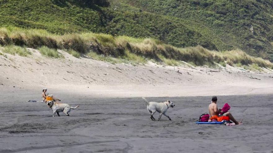 Dos perros jugando en la playa de Bayas el pasado verano.