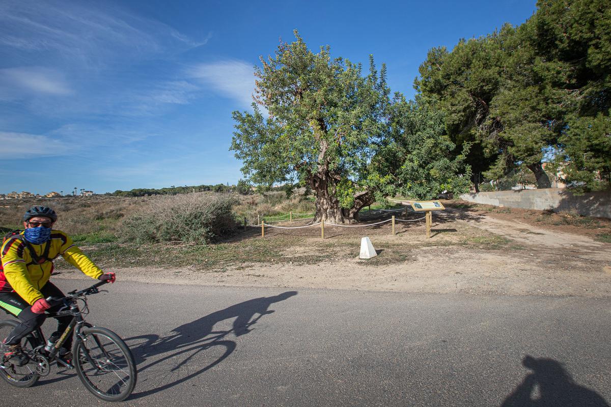 El árbol se encuentra en una de las pocas fincas de secano -abandonadas- que quedan en la zona de San Bruno, en el Campo de Guardamar del Segura